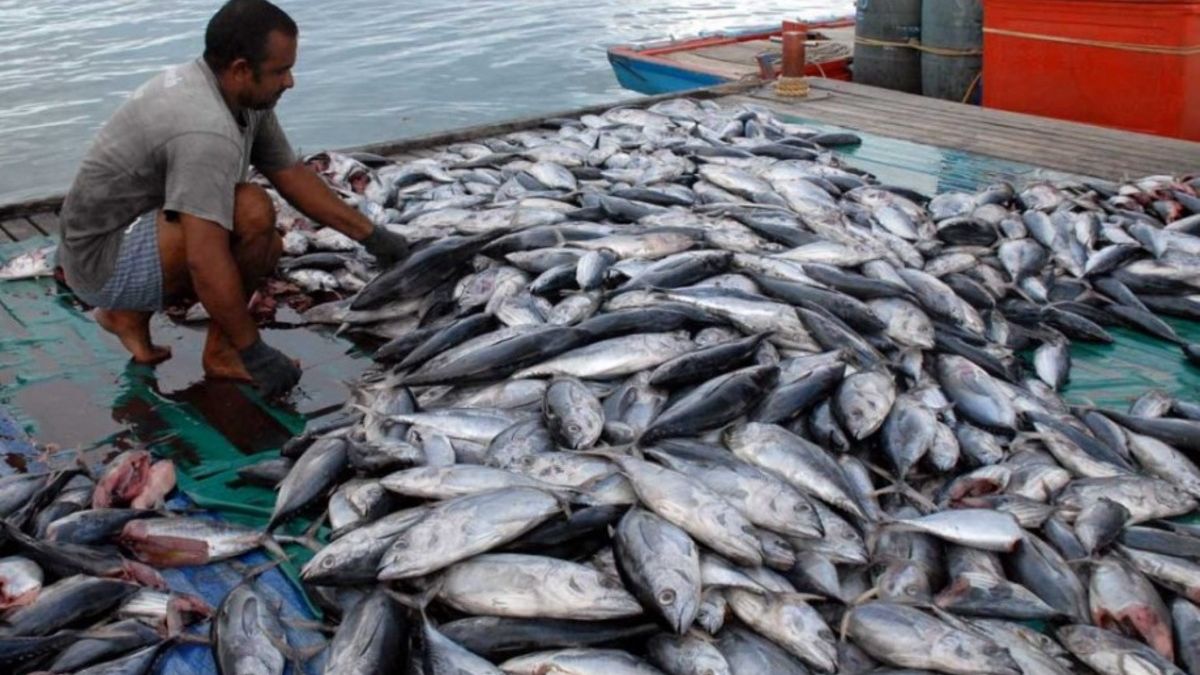 PMK: Santapan Ikan Segar di Pesisir Cilacap yang Bikin Kembali Lagi